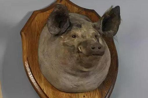 英国帝国战争博物馆里为什么有一只猪头?这只猪头有什么意义呢?